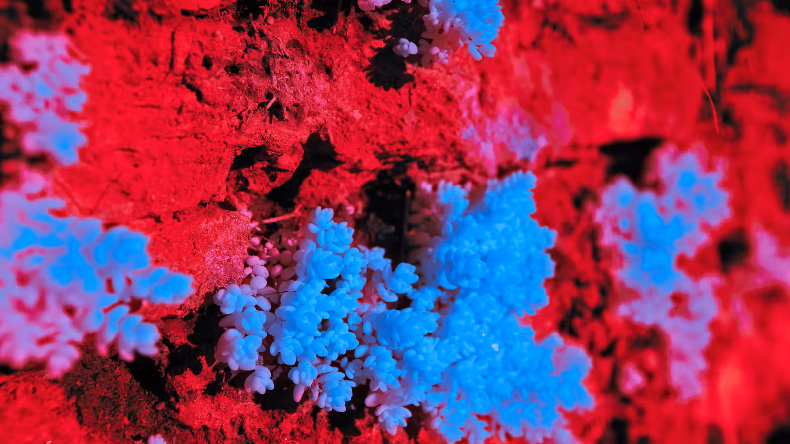 Local SEO Sydney: the complete guide for small businesses in 2026